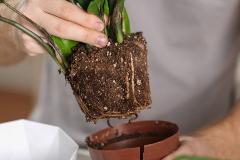 Transplanting a ZZ Plant