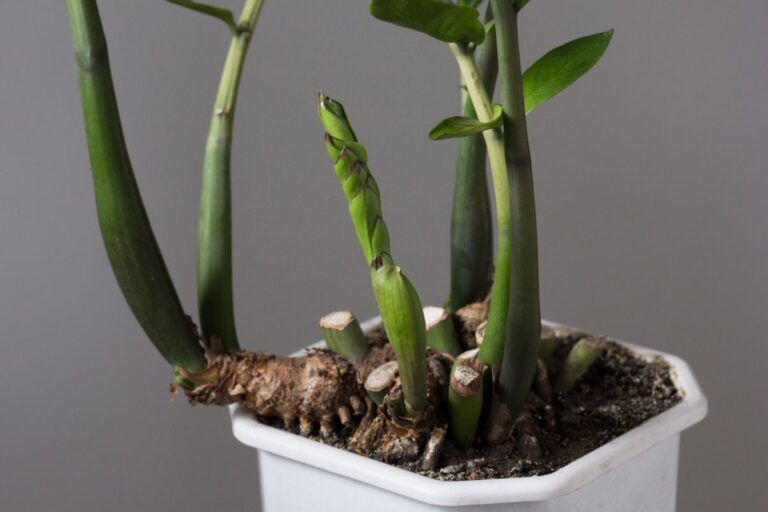 ZZ Plant Rhizome