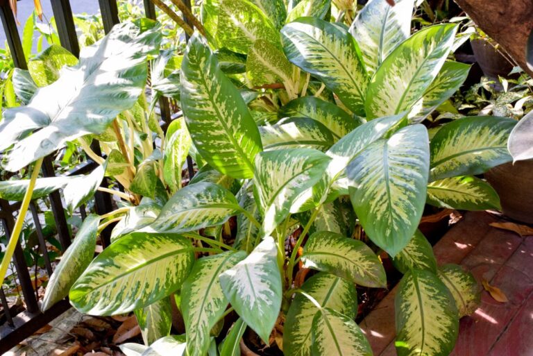 A Chinese Evergreen in Dappled Light