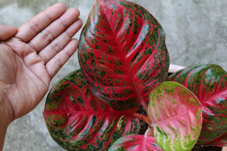 A Chinese Evergreen with Large Leaves