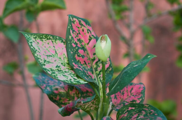 A Flowering Chinese Evergreen