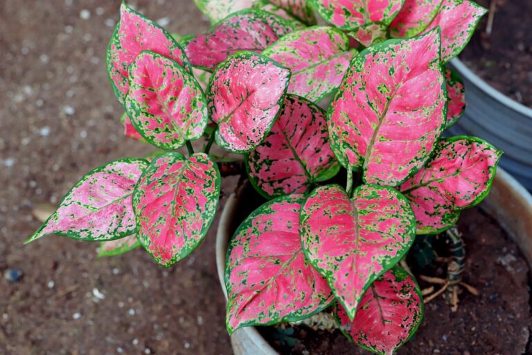 A Newly Potted Chinese Evergreen