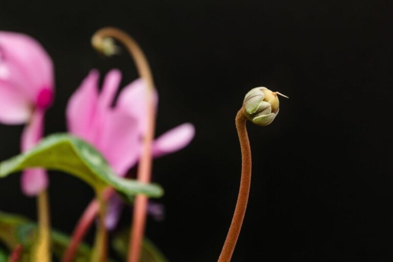 A Sprouting Cyclamen
