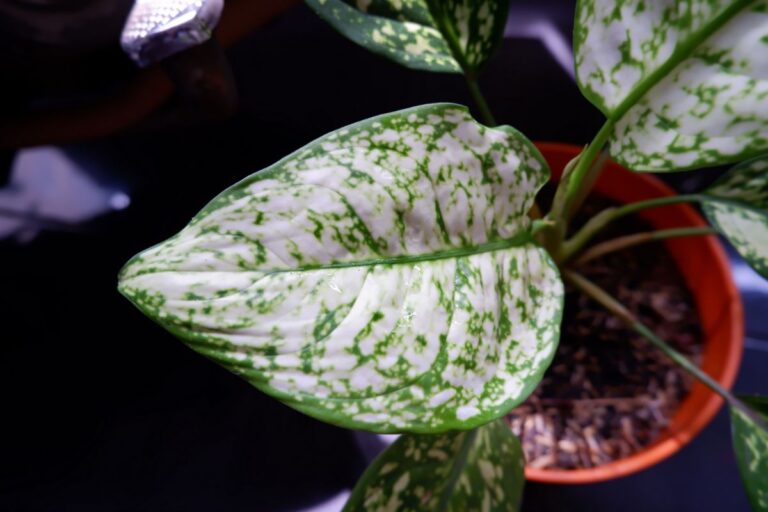 Chinese Evergreen Leaf Up Close