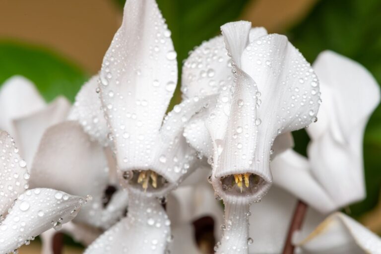 Close Up of Cylamen Covered in Water Droplets