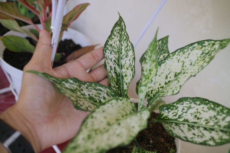 Close Up of the Leaves of a Chinese Evergreen
