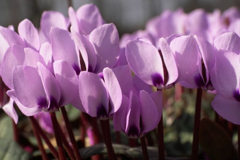 Cyclamen in Sunlight