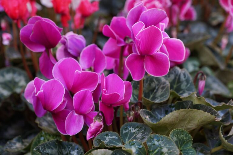 Flowering Purple Cyclamen