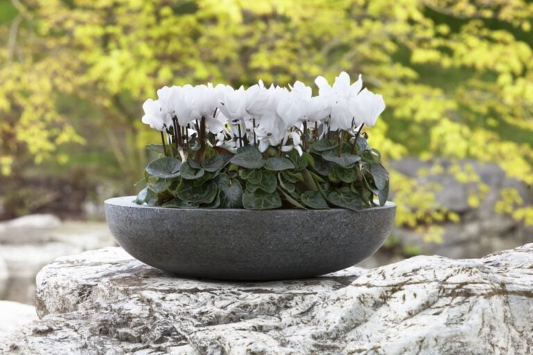 Flowering White Cyclamen in Stone Planter