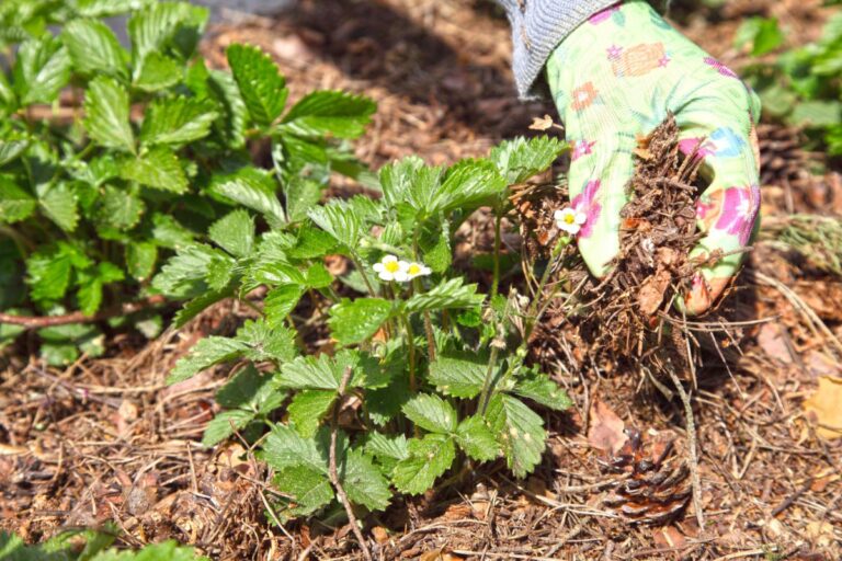 Multiple Strawberry Plants in Mulch
