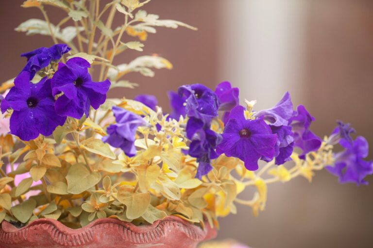 Petunias With Yellowing Leaves