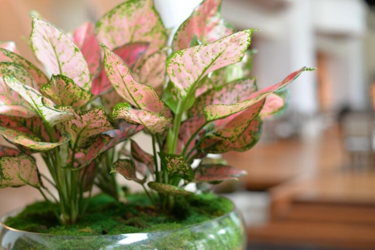Potted Chinese Evergreen Up Close
