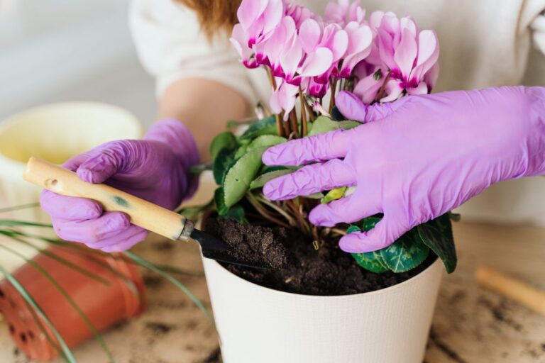 Potting Cyclamen