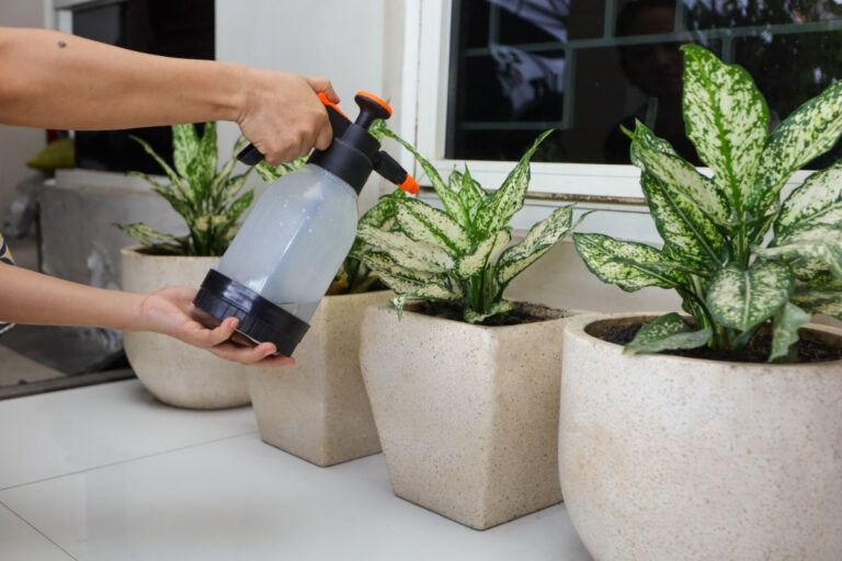 Watering Several Chinese Evergreens