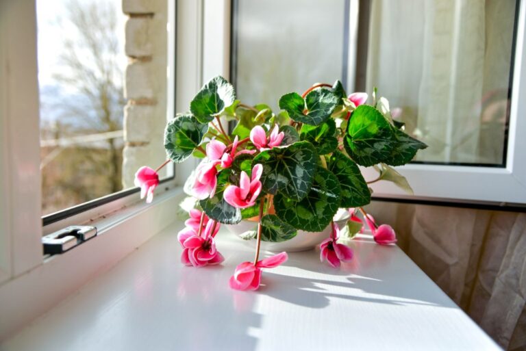 Wilted Cyclamen