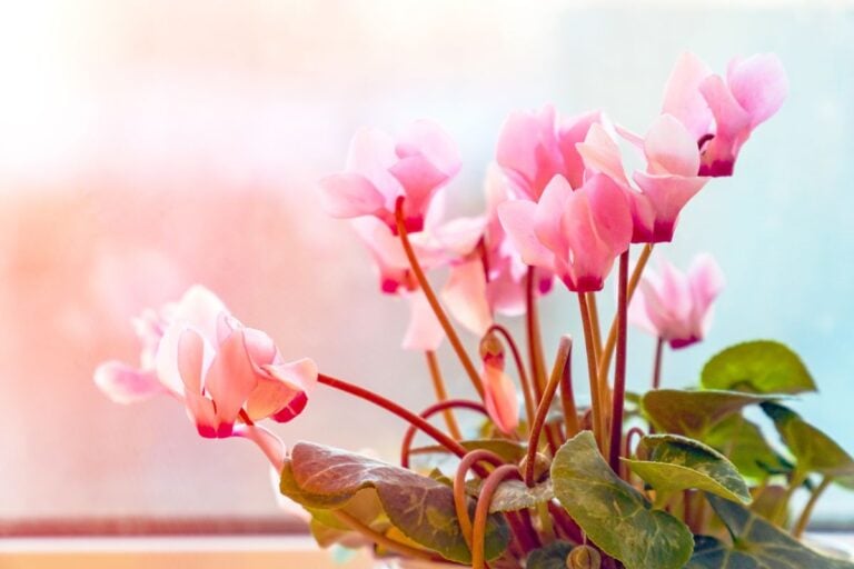 Cyclamen in Sunlight Near Window