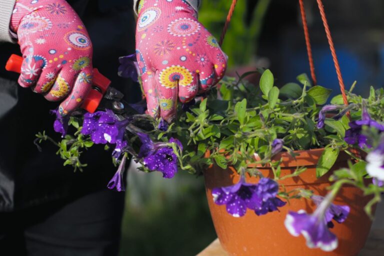 Deadheading Petunias