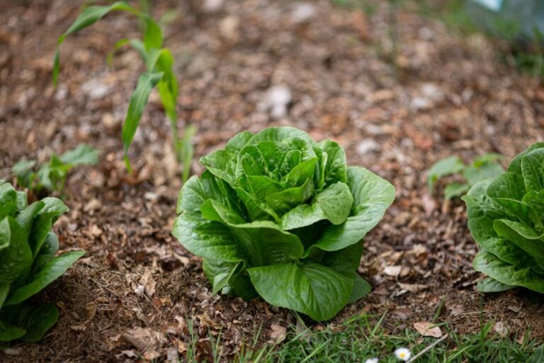 Lettuce Growing Through Mulch