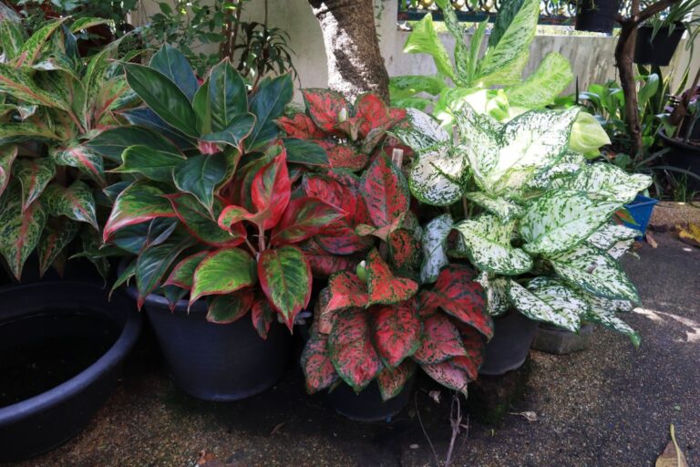 Multiple Chinese Evergreen
