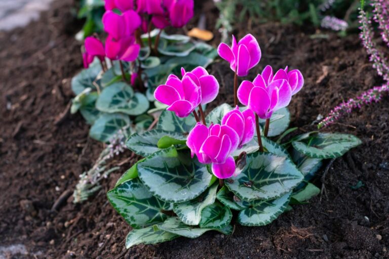 Newly Planted Cyclamen