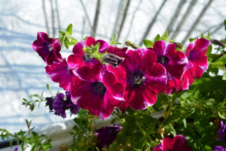 Petunias With Snow in the Background
