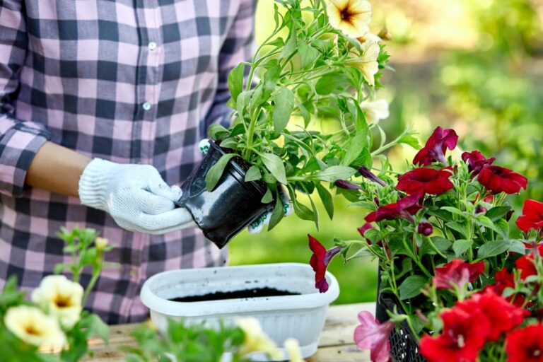 Planting Petunias in a Small Container