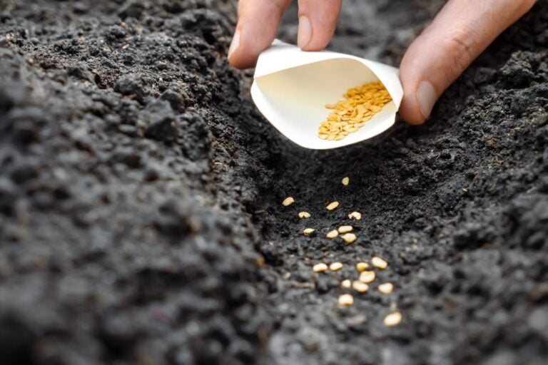 Planting Seeds