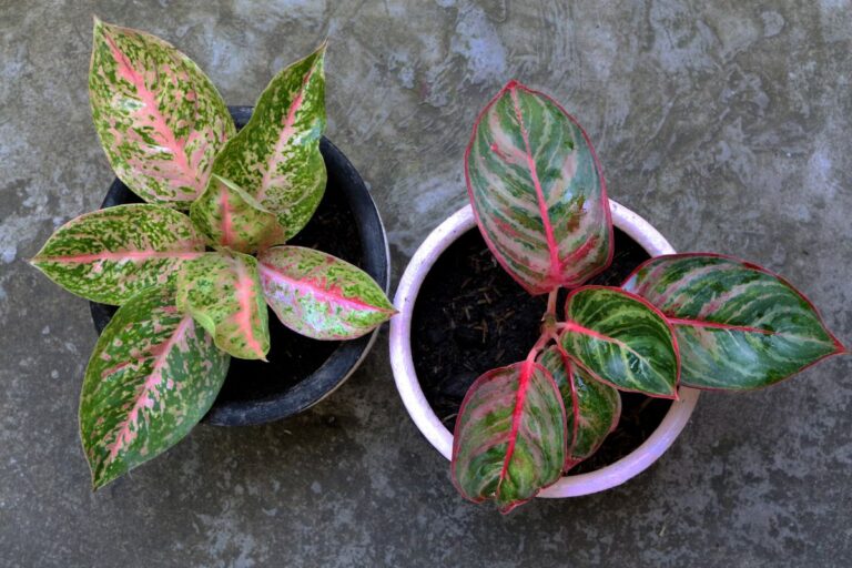 Two Potted Chinese Evergreens