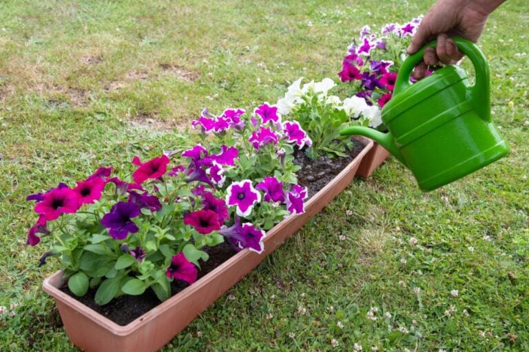 Various Types of Petunias