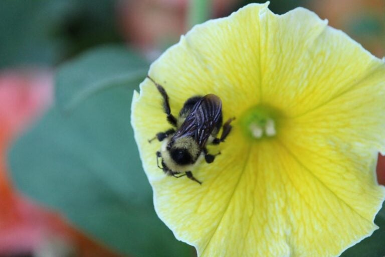 A Bee on Yellow Petunias