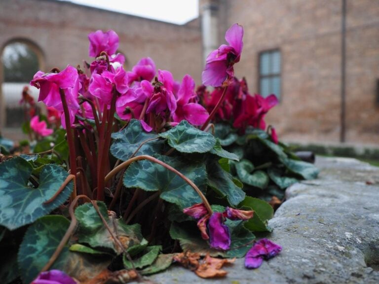 A Dying Cyclamen