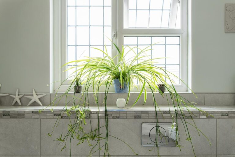A Large Spider Plant in the Bathroom