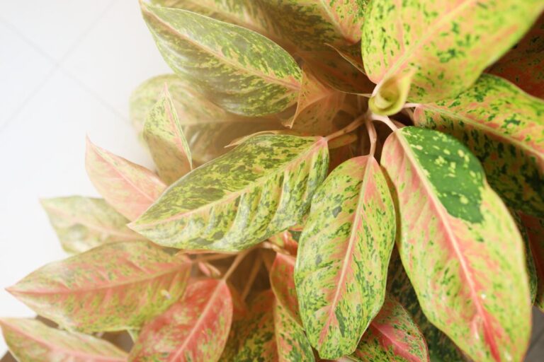 A Yellowing Chinese Evergreen Plant