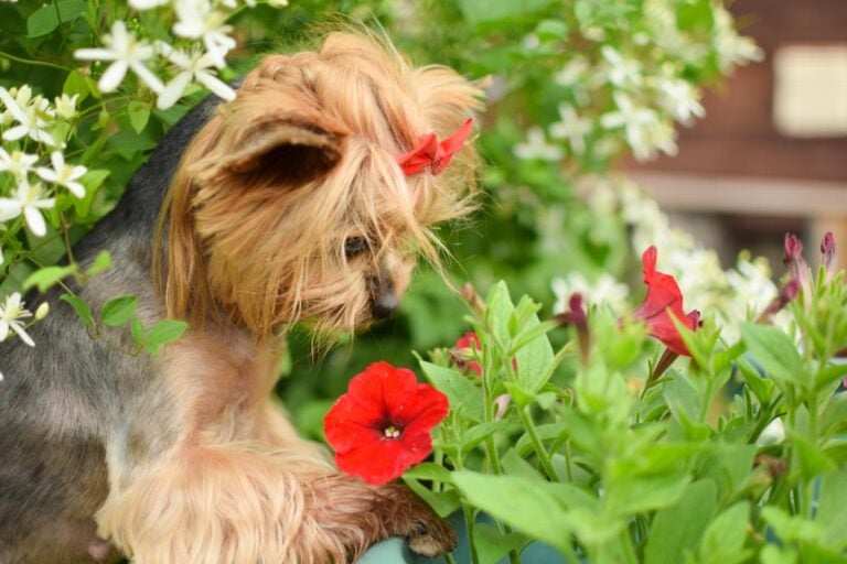A Yorkshire Terrier Near Petunias
