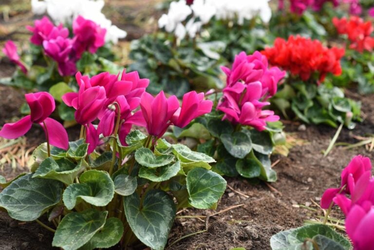 Cyclamen Leaves