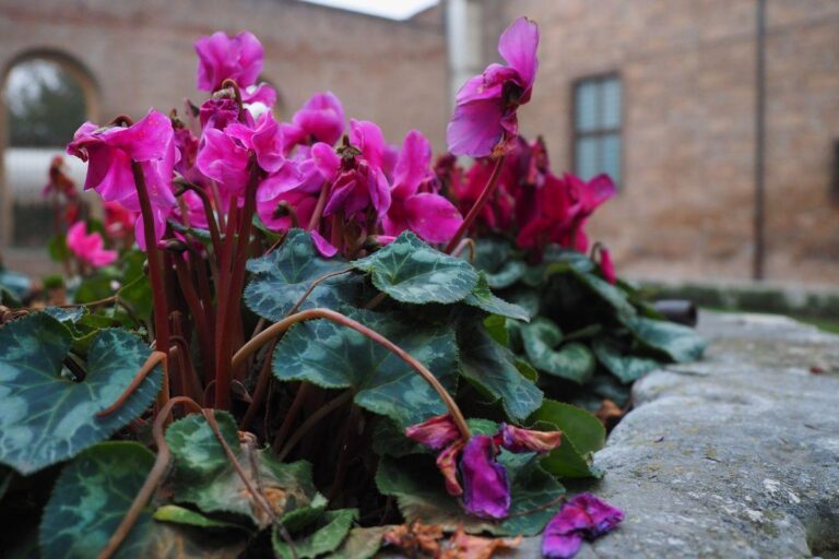 Dying Cyclamen