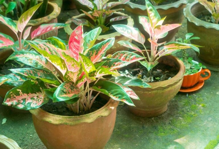 Growing Chinese Evergreen in Water
