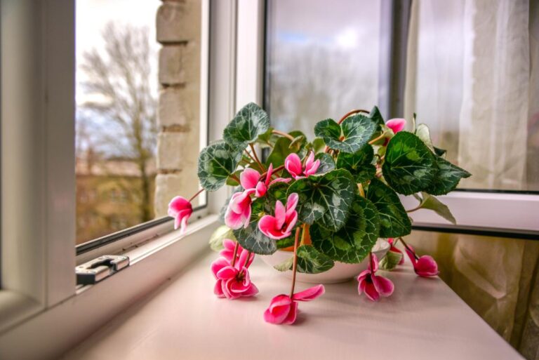 Leggy Cyclamen