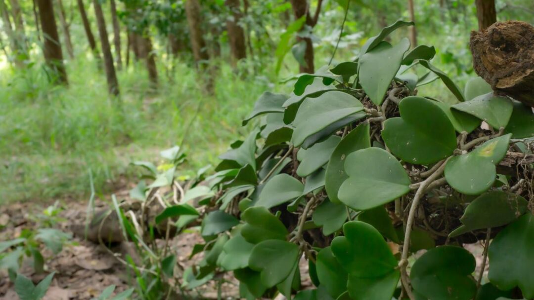 Simple Hoya Plant Care Tips for Beginners - The Practical Planter