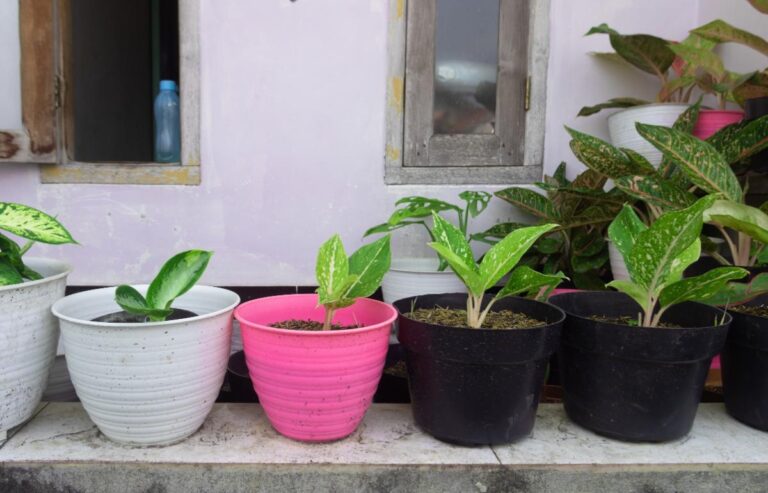 Small Potted Chinese Evergreens