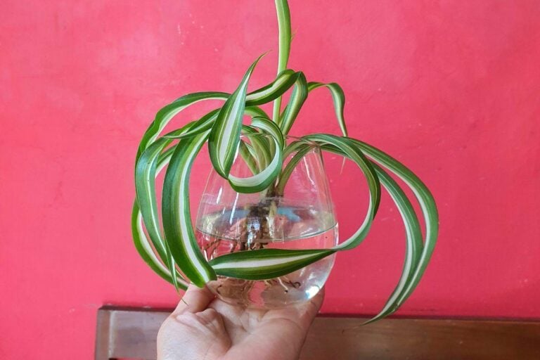 Spider Plant Growing in Water