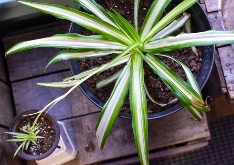 Top Down View of Spider Plants