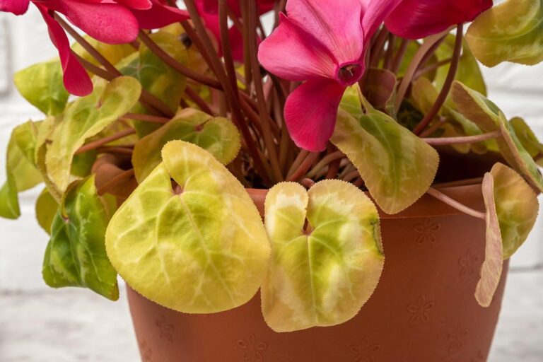 Yellowing Cyclamen