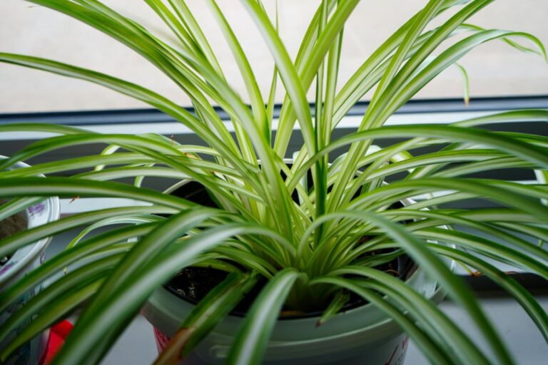 Bright Green Spider Plant on a Window Sill