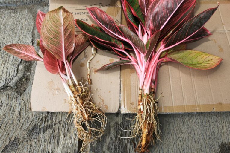 Chinese Evergreen Bare Roots
