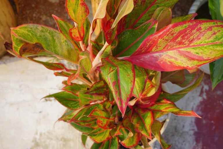 Chinese Evergreen With Leaves Starting to Curl