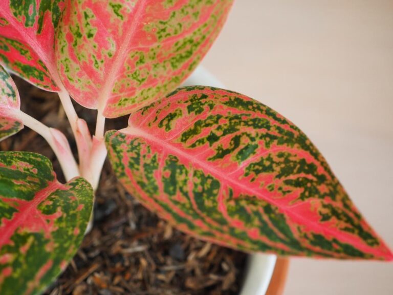 Chinese Evergreen With Pink on Leaves