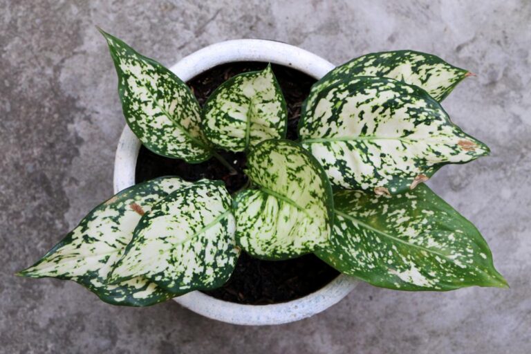 Chinese Evergreen in Soil in a White Pot