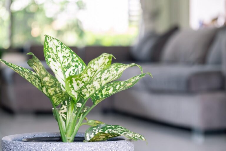 Chinese Evergreen on a Table in a Living Room