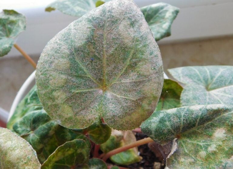 Cyclamen Leaves With Mites